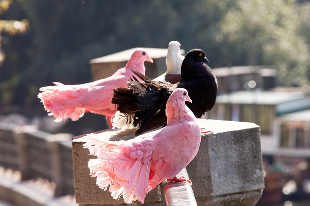 感正日益加 感正日益加